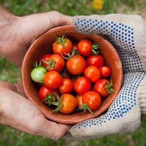 Suscripción de Productos de la Cosecha