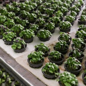 Taller de Agricultura Vertical (Online)